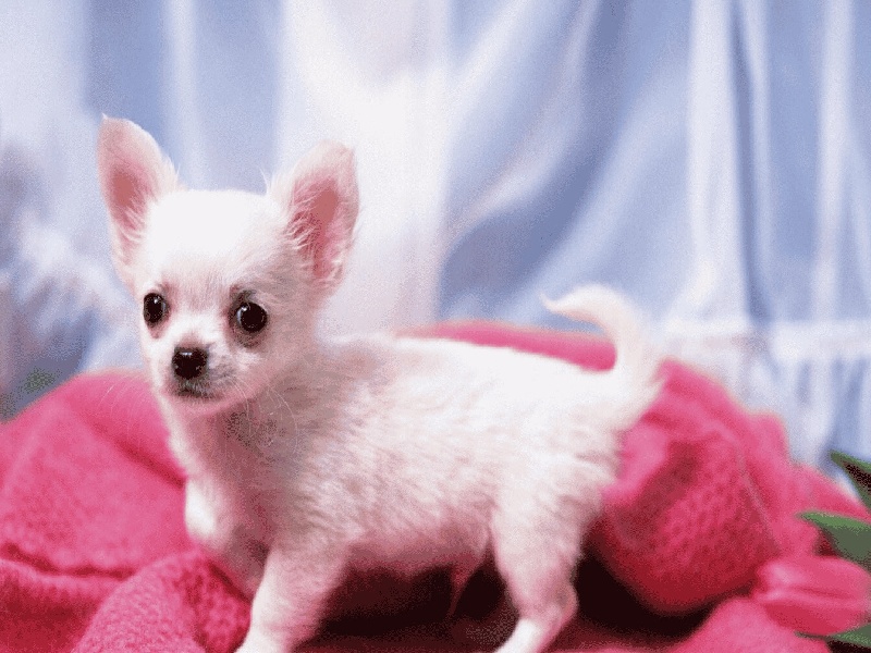 试管夫妇吵架视频（试管霉菌的姐妹）